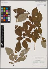 Foto von Salix caprea L.